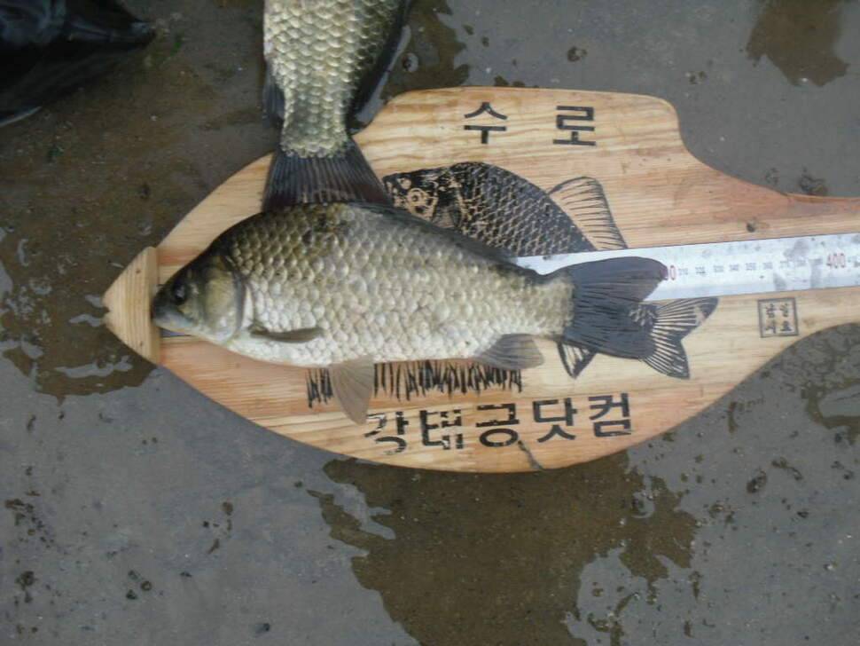 은포지에서의 만남 (조황조행기 - 화보조행기)