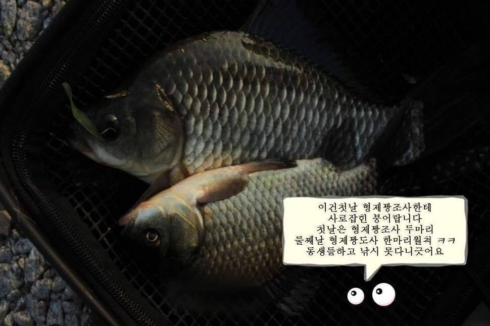 44칸이없어졌네 누가가져간그여ㅋㅋ김제정읍붕어낚시 (조황조행기 - 화보조행기)
