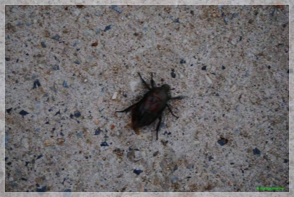 빵마리의 낙수일기동전지 (조황조행기 - 화보조행기)