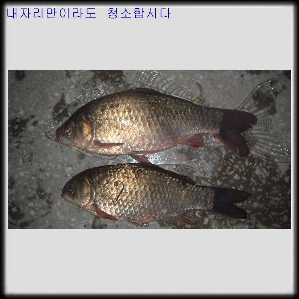 뽀록낚시첫오름수위 찬스 (조황조행기 - 화보조행기)