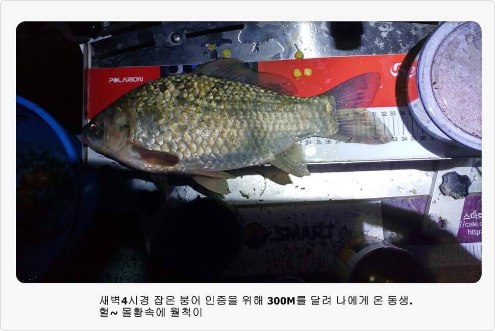 앵글러 35 (조황조행기 - 화보조행기)