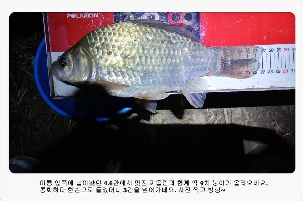 앵글러 34 (조황조행기 - 화보조행기)