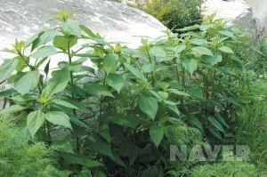 돼지감자란 (월척지식 - 찌공방)
