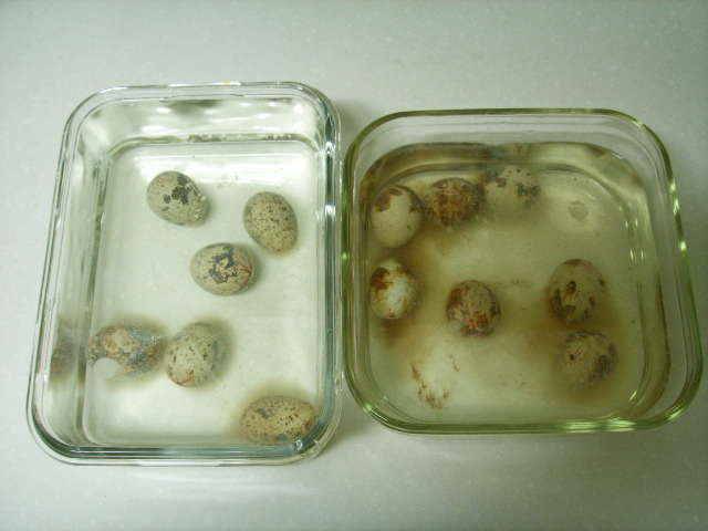메추리알찌 제작 과정 (월척지식 - 찌공방)