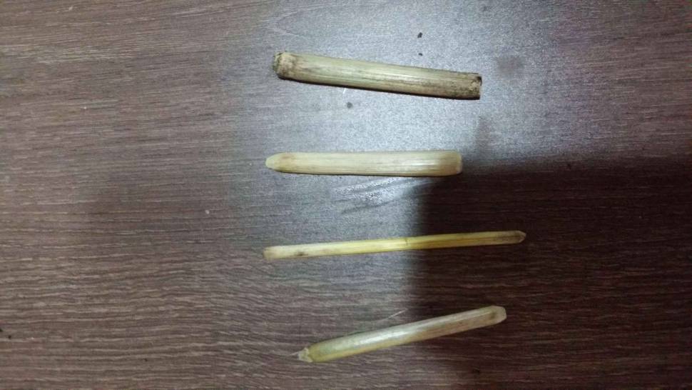 조하님 이거 망초가 맞는지여 (월척지식 - 찌공방)