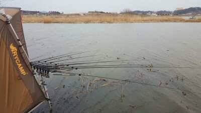 서태안권 허리급 월척조황 (조황조행기 - 낚시점조황)