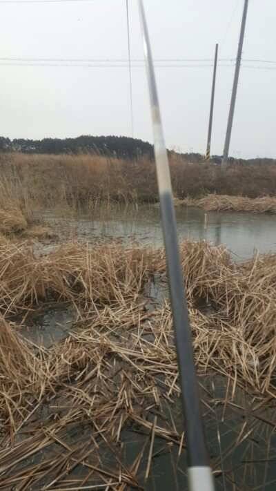 서산태안권 저수지수로월척조황 (조황조행기 - 낚시점조황)