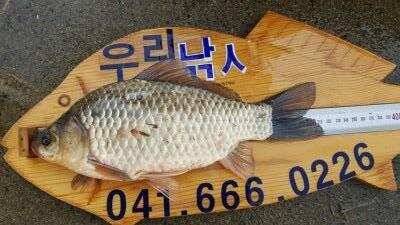 서산권 월척조황 (조황조행기 - 낚시점조황)