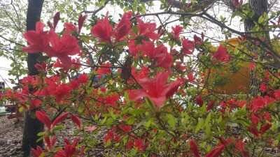 서산권 월척조황 (조황조행기 - 낚시점조황)