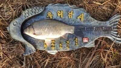 서태안권 산란특수 월척 (조황조행기 - 낚시점조황)