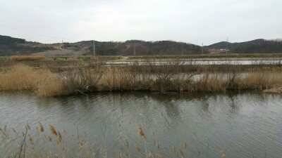 서태안권 허리급 4짜월척 (조황조행기 - 낚시점조황)
