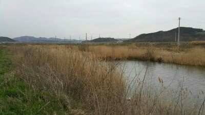 서태안권 허리급 4짜월척 (조황조행기 - 낚시점조황)