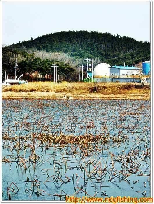 경남 창녕 및 밀양쪽 (조황조행기 - 낚시점조황)