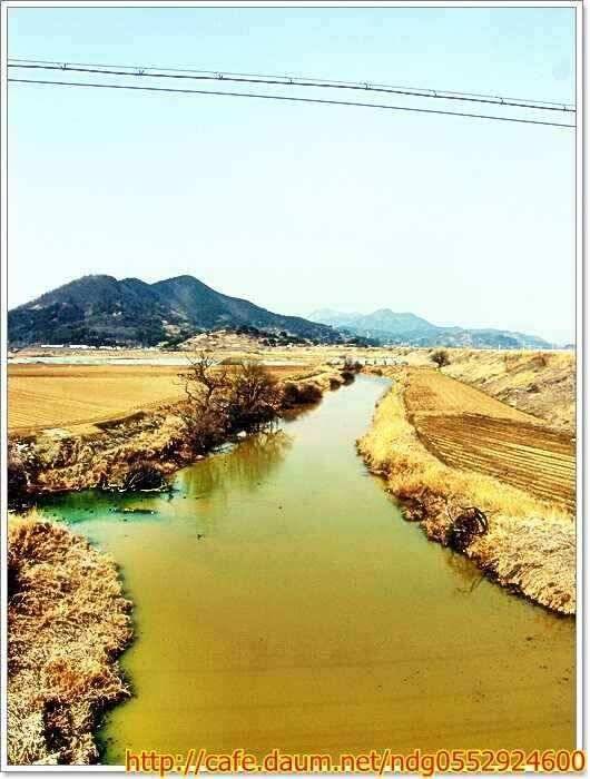 낙동강낚시 (조황조행기 - 낚시점조황)