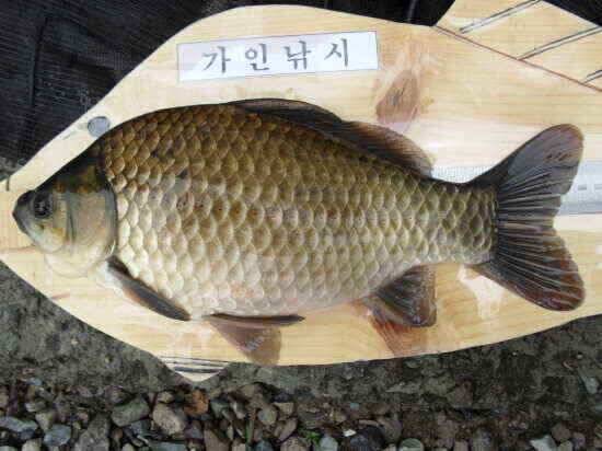 7월첫째주 와촌청통지역 조황정보 입니다 (조황조행기 - 낚시점조황)