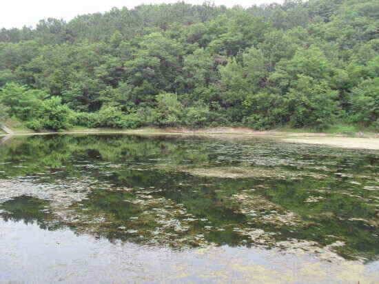 6월 마지막주 와촌 청통 주변 조황 정보입니다 (조황조행기 - 낚시점조황)