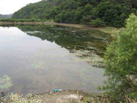 6월 마지막주 와촌 청통 주변 조황 정보입니다 (조황조행기 - 낚시점조황)