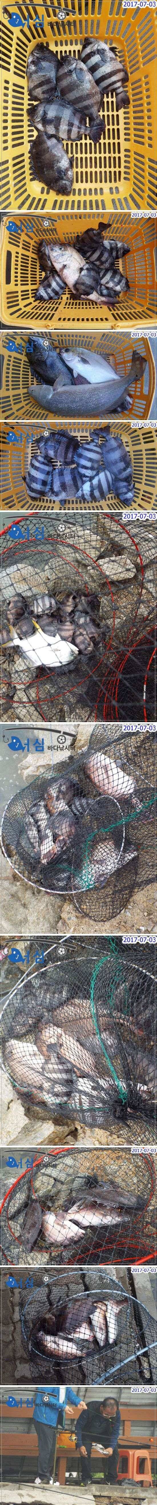7월 3일 어심바다낚시터 조황 사진 (조황조행기 - 낚시점조황)