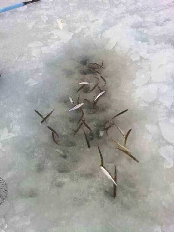 가족들과 즐기는 빙어낚시 (조황조행기 - 낚시점조황)