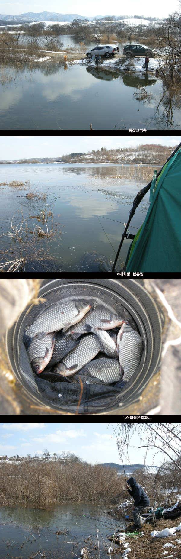 예당지 조황입니다 (조황조행기 - 낚시점조황)