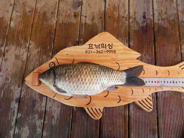 고삼지 입질이 활발해졌다 (조황조행기 - 낚시점조황)
