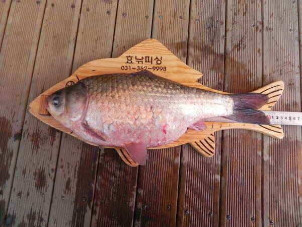 고삼지 입질이 활발해졌다 (조황조행기 - 낚시점조황)