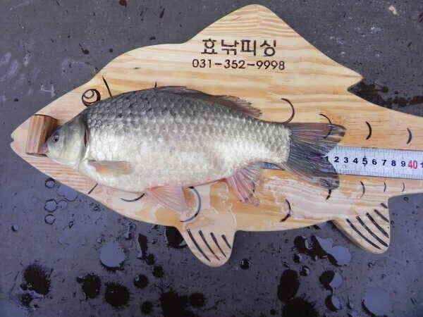 일주일만에 다시 찾은 고삼지 (조황조행기 - 낚시점조황)