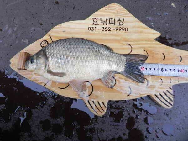 일주일만에 다시 찾은 고삼지 (조황조행기 - 낚시점조황)
