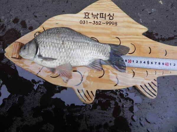 일주일만에 다시 찾은 고삼지 (조황조행기 - 낚시점조황)