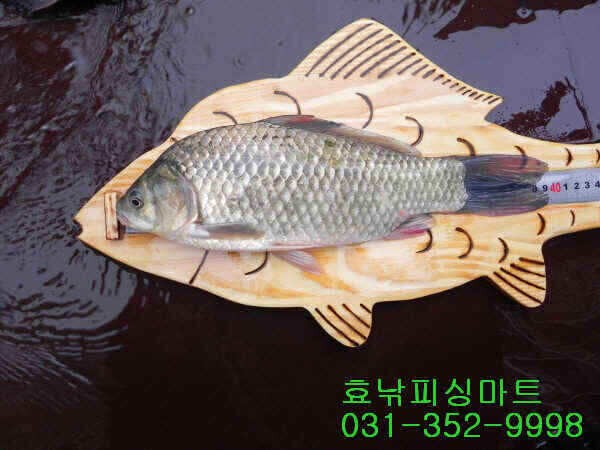 고삼지 월척급 토종붕어 산란 (조황조행기 - 낚시점조황)