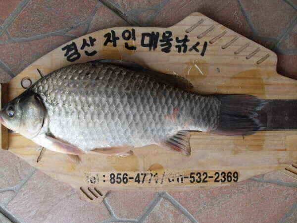 가을의문턱에서월척들이 (조황조행기 - 낚시점조황)