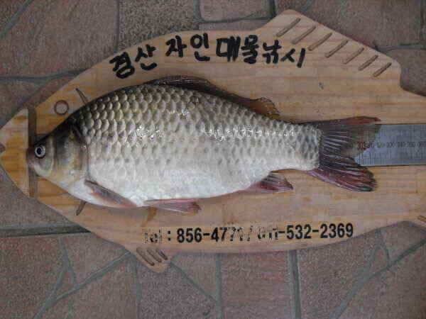 가을의문턱에서월척들이 (조황조행기 - 낚시점조황)