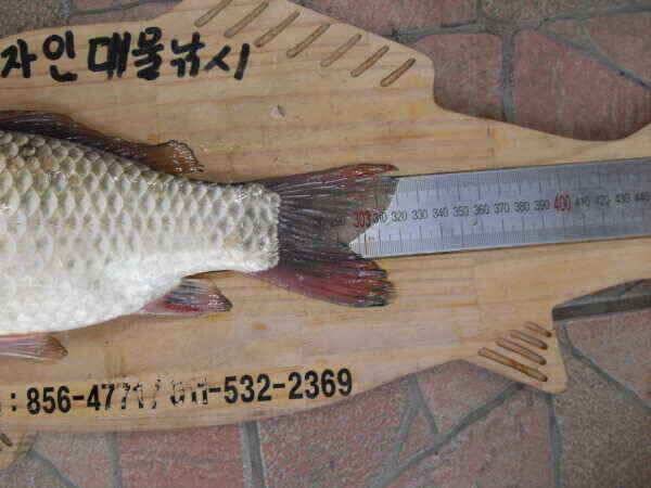 가을의문턱에서월척들이 (조황조행기 - 낚시점조황)