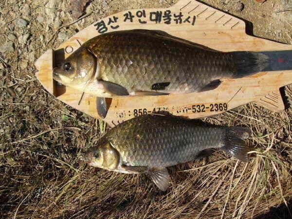 가을의문턱에서월척들이 (조황조행기 - 낚시점조황)
