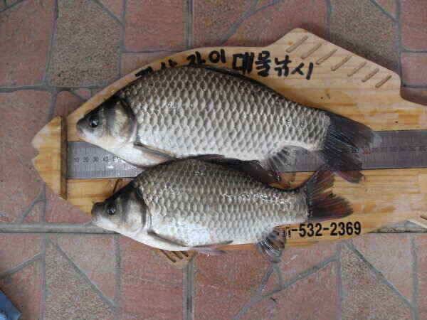 가을의문턱에서월척들이 (조황조행기 - 낚시점조황)