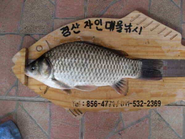 가을의문턱에서월척들이 (조황조행기 - 낚시점조황)