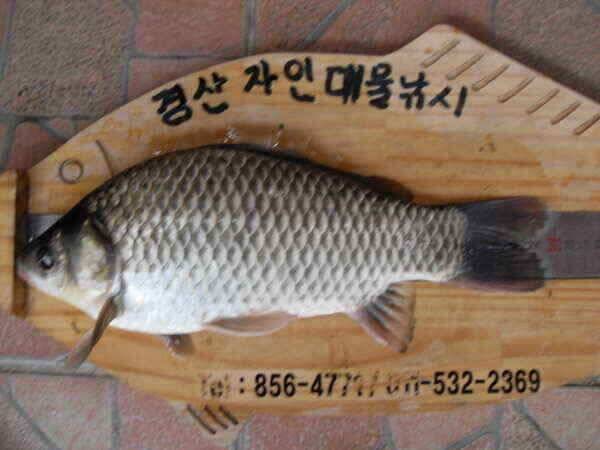 가을의문턱에서월척들이 (조황조행기 - 낚시점조황)