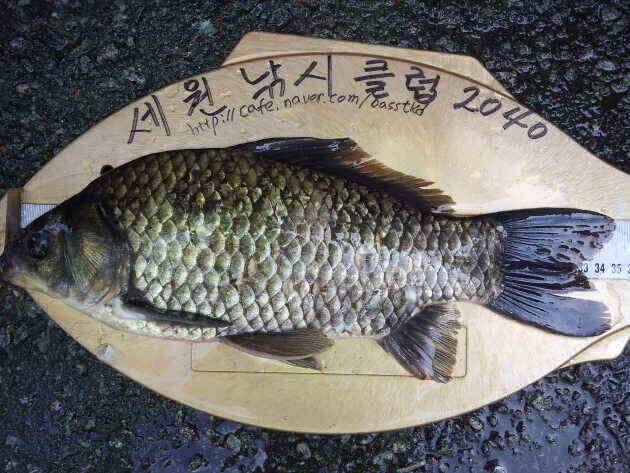 다행이도 새물찬스 (조황조행기 - 낚시점조황)
