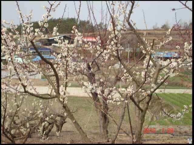 창녕권 조황 (조황조행기 - 낚시점조황)