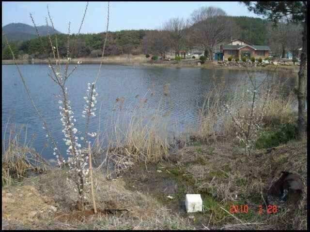 창녕권 조황 (조황조행기 - 낚시점조황)