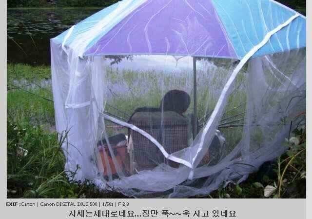 월척붕어들의 육지나들이 (조황조행기 - 낚시점조황)