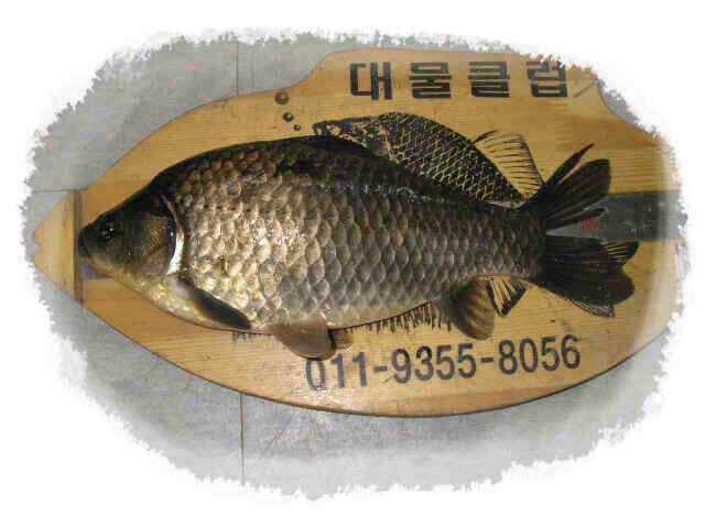 안녕하세요대물클럽입니다 (조황조행기 - 낚시점조황)