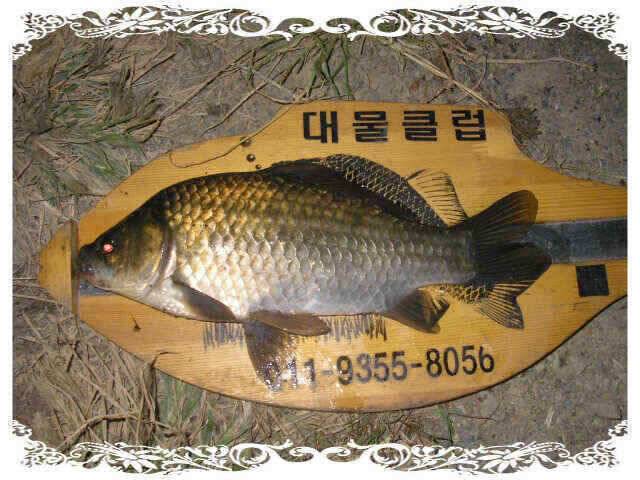 아4짜였는데 (조황조행기 - 낚시점조황)
