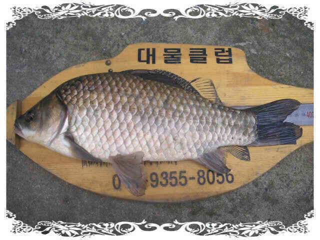 아4짜였는데 (조황조행기 - 낚시점조황)
