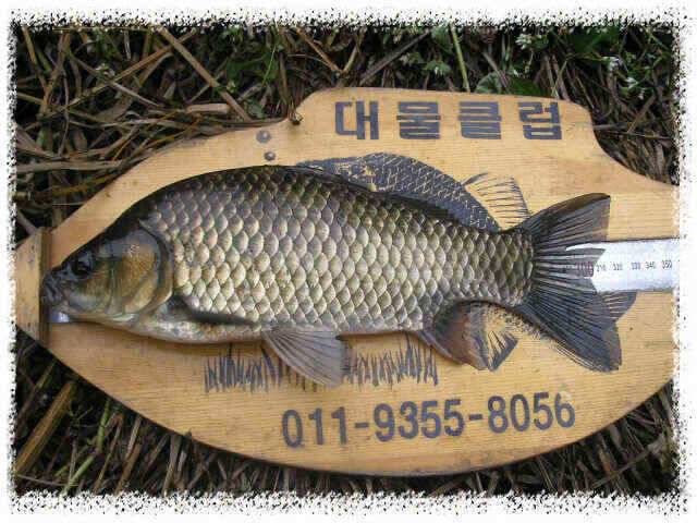 즐거운 추석명절 되세요 (조황조행기 - 낚시점조황)