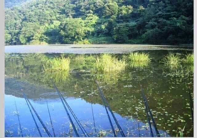 월척붕어들의 육지나들이 (조황조행기 - 낚시점조황)