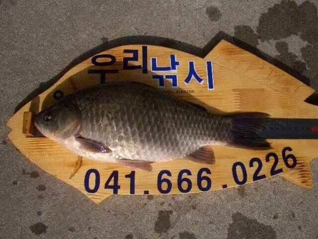 서태안 저수지 수로권 오전조황 (조황조행기 - 낚시점조황)
