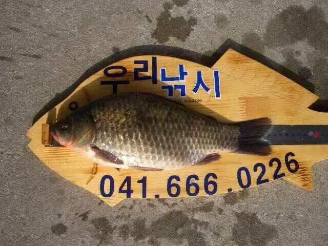 서태안 저수지 수로권 오전조황 (조황조행기 - 낚시점조황)