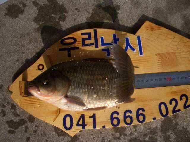 서태안 저수지 수로권 오전조황 (조황조행기 - 낚시점조황)