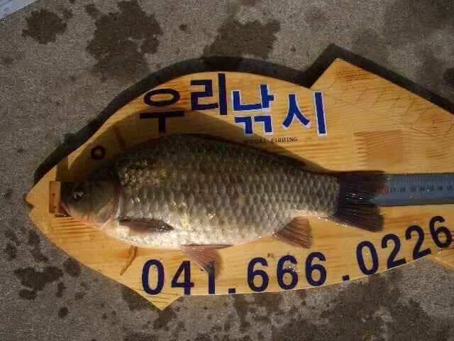 서태안 저수지 수로권 오전조황 (조황조행기 - 낚시점조황)